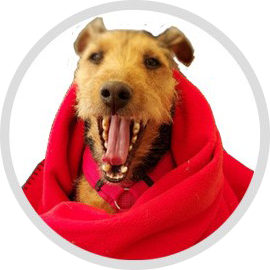 Bürohund Olaf